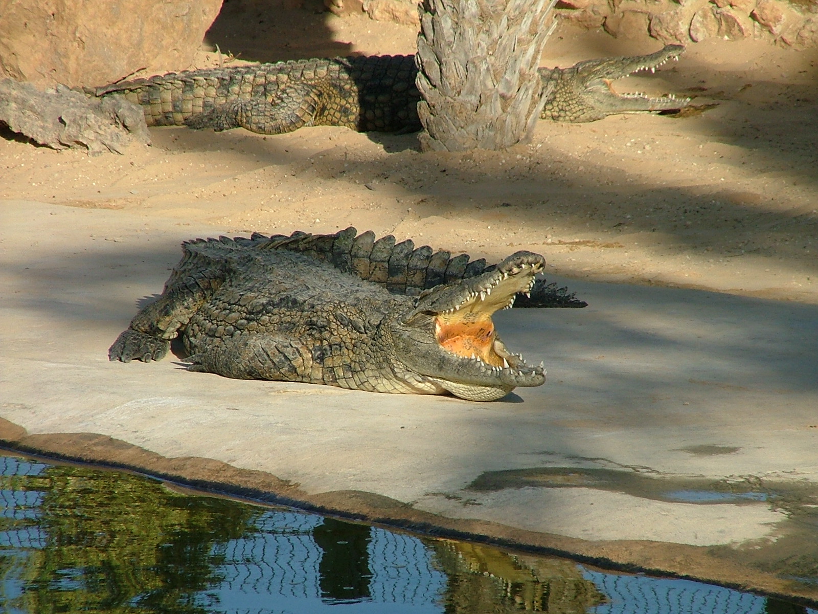 Crocodile na farmě